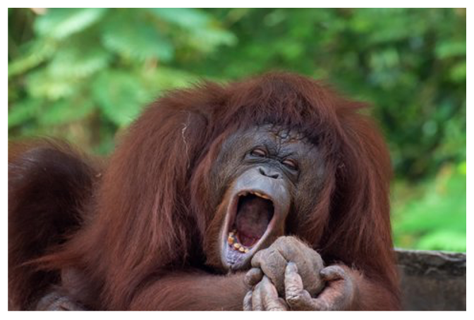 Interspecies Contagious Yawning in Humans