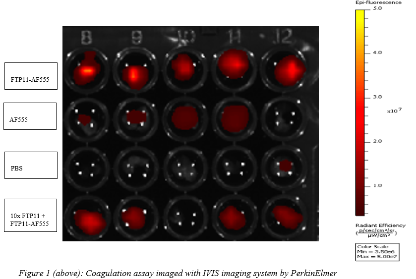 Molecular Imaging of a Thrombus Using Fibrin-Targeted Peptide
